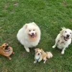 happy dogs